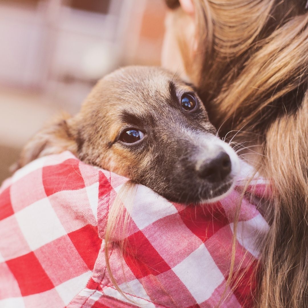 A puppy held by woman